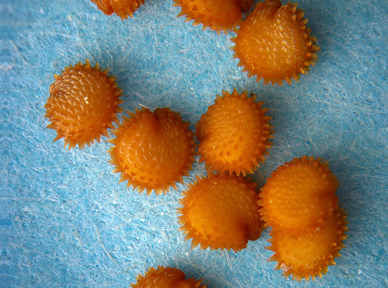 Stellaria media / Centocchio comune